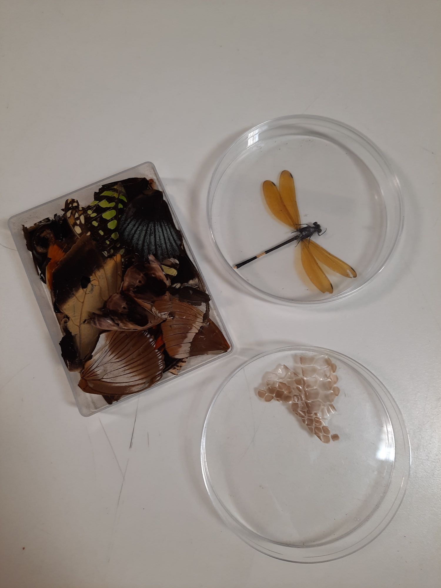 Image of butterfly samples students used on a microscope to observe the features