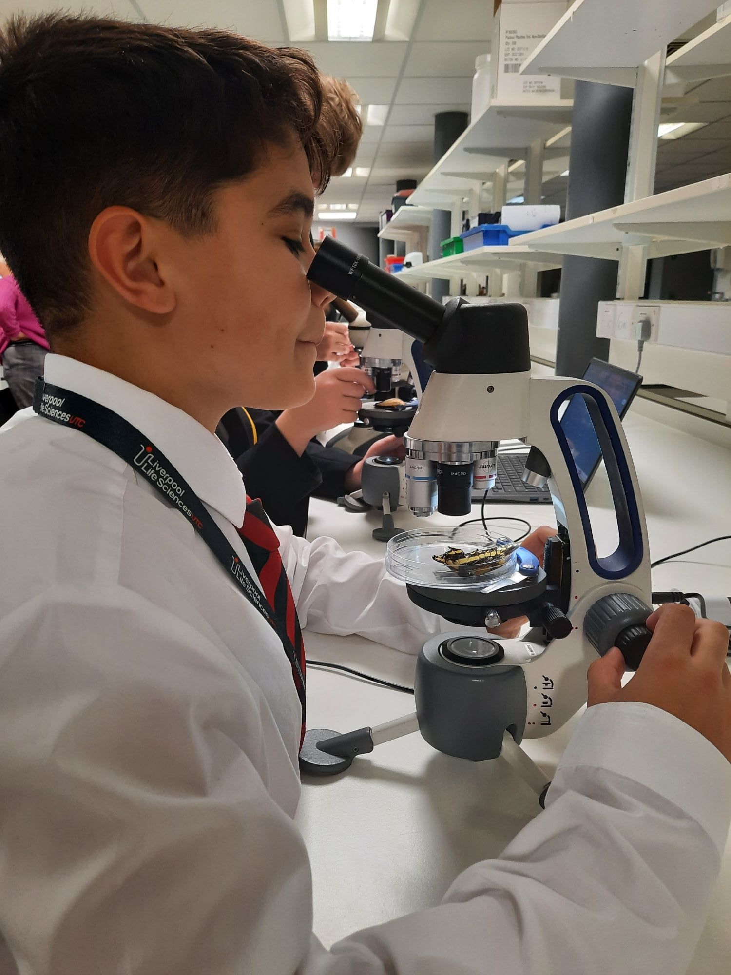 Image of student using microscope to observe the features of different butterflies