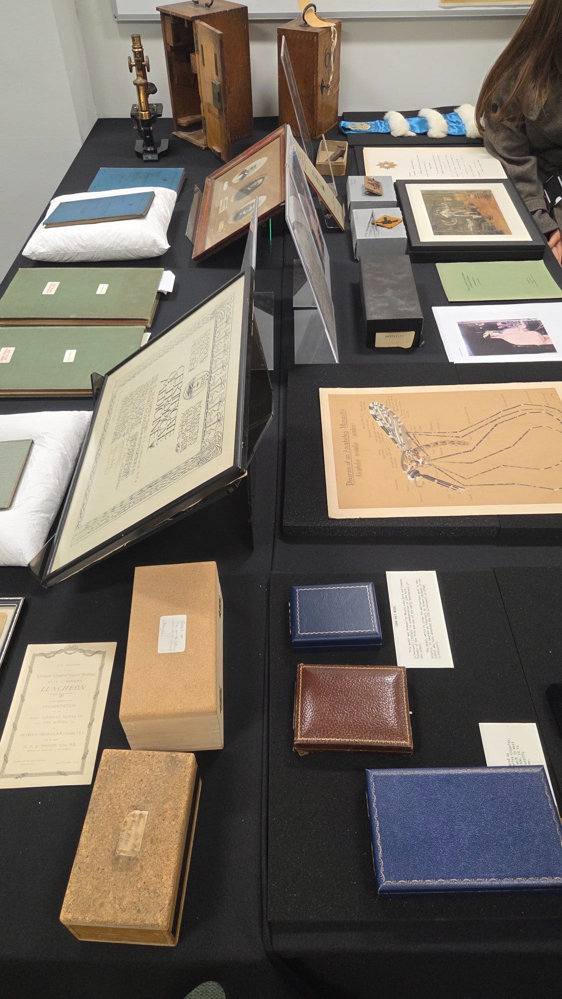 Image of archive items at Liverpool School of Tropical Medicine including hand drawn sketches of an anopheles mosquito